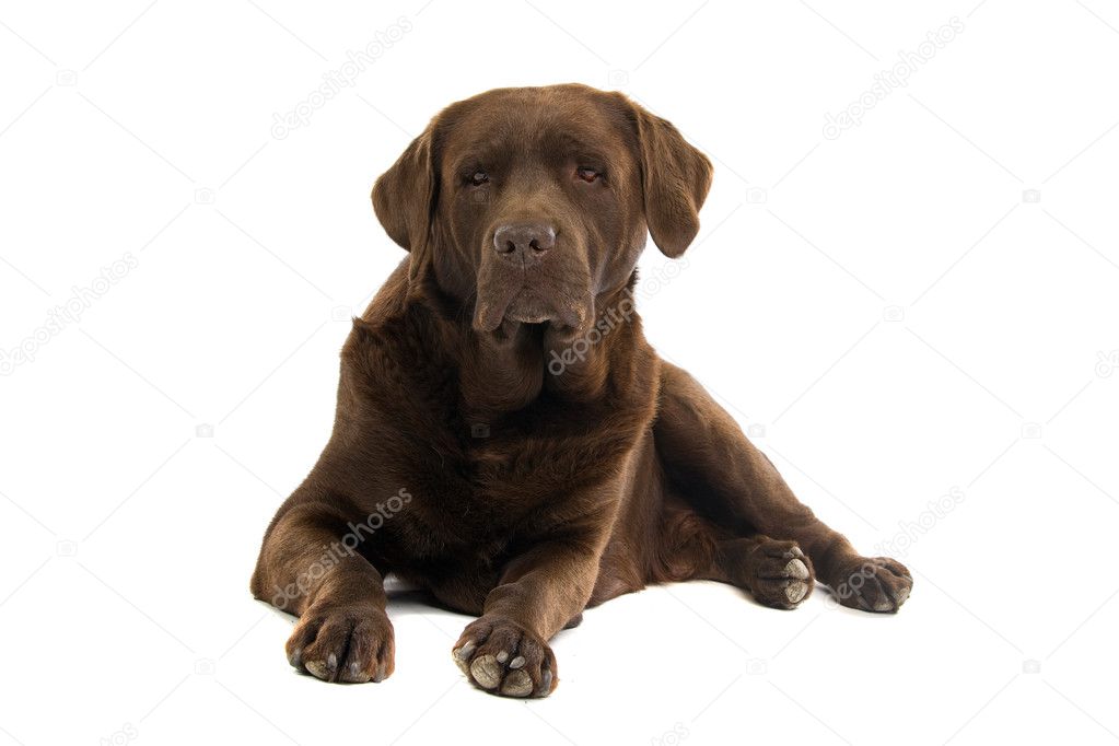 Chocolate labrador retriever dog
