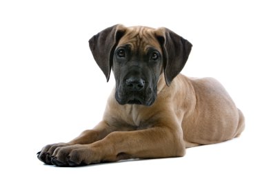 Puppies Great Dane clipart