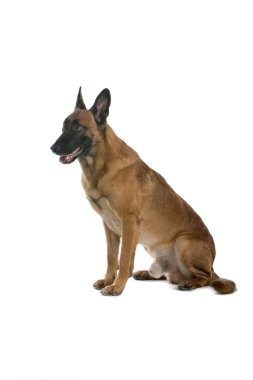 Belgium shepherd (Malinois ) dog clipart