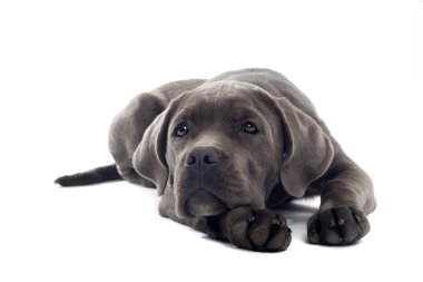 Cane Corso puppy clipart