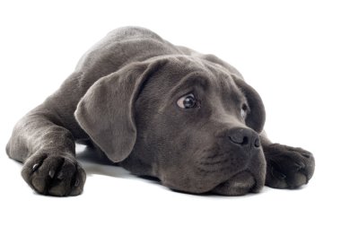 Cane Corso puppy clipart