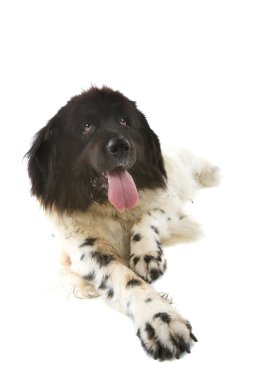 Landseer newfoundlander clipart