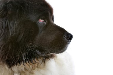 Landseer newfoundlander clipart