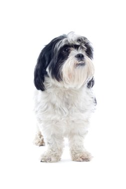 Shih tzu dog clipart