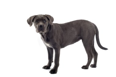 Cane Corso puppy clipart