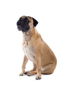 Bull mastiff köpek