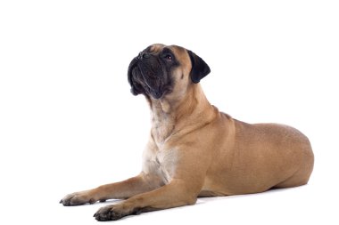 Bull mastiff köpek