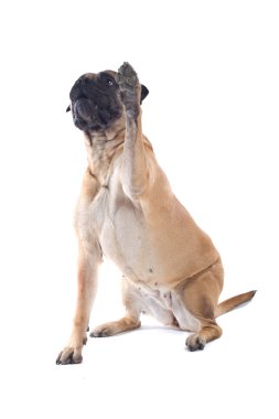 Bull Mastiff dog clipart