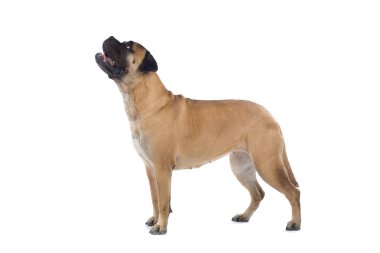 Bull mastiff köpek