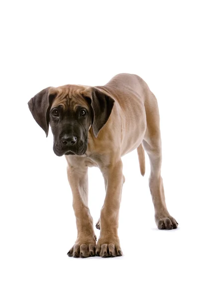 강아지 덴마크 종의 큰 개 — 스톡 사진
