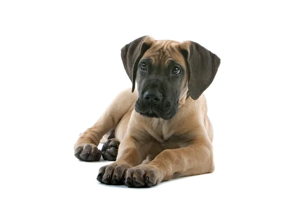 Great dane puppy dog — Stock Photo, Image
