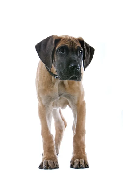 강아지 덴마크 종의 큰 개 — 스톡 사진