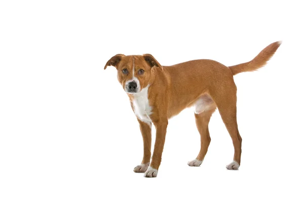 Österrikiska pinscher hund — Stockfoto