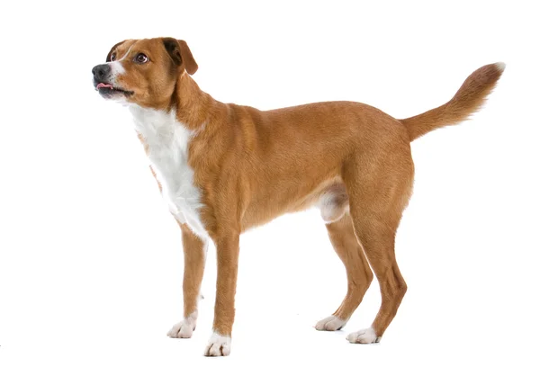 Αυστριακή pinscher το σκυλί — Φωτογραφία Αρχείου