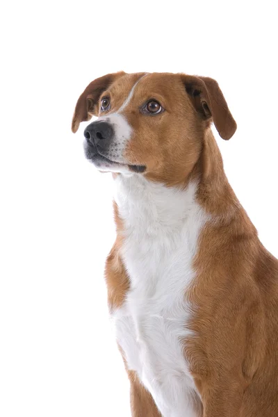 Австрійський короткошерстий пінчер собака — стокове фото