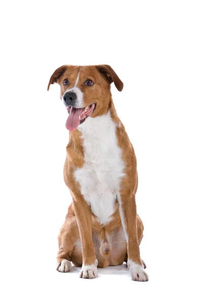Österreichischer Pinscher Hund — Stockfoto