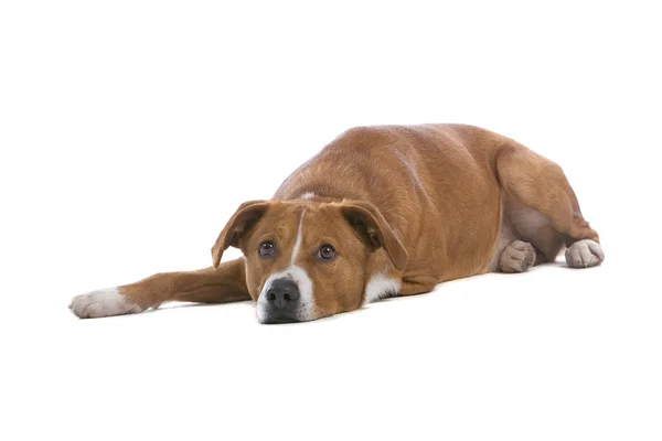 Austríaco Pinscher cão — Fotografia de Stock