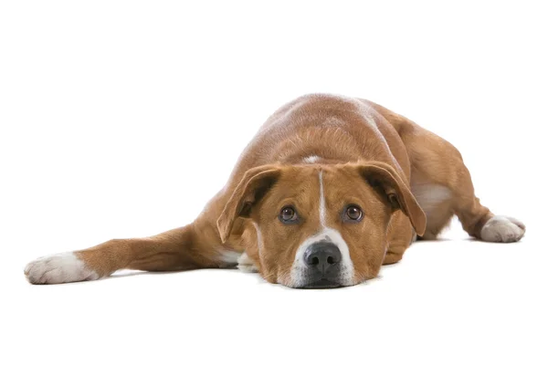 Pies Pinczer austriacki — Zdjęcie stockowe