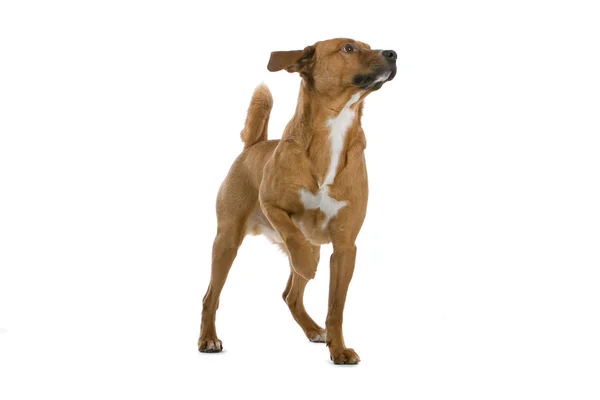 Østerriksk hund Pinscher – stockfoto