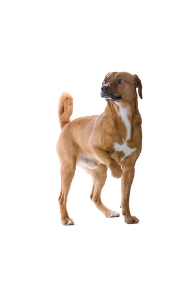 Rakouský pinč pes — Stock fotografie