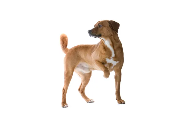 Österrikiska pinscher hund — Stockfoto