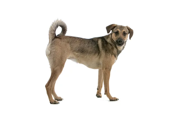 オーストリア ・ ショートヘアード ・ ピンシャーの混合された品種犬 — ストック写真