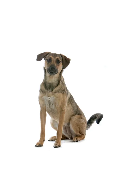 オーストリア ・ ショートヘアード ・ ピンシャーの混合された品種犬 — ストック写真