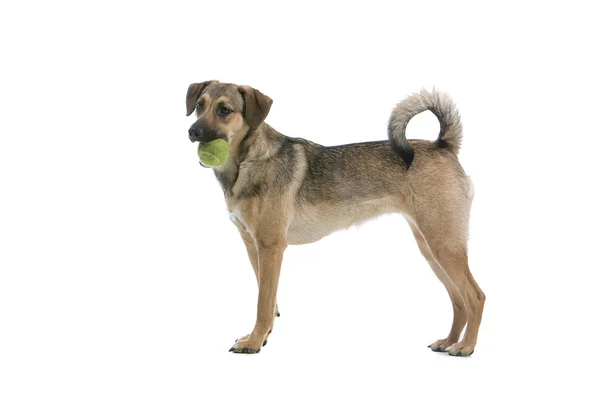 Karışık breed Avusturyalı pinscher köpek — Stok fotoğraf