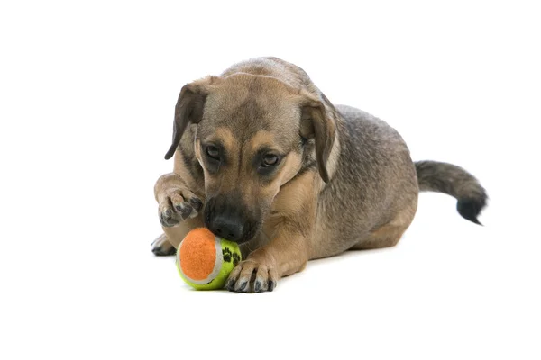 Karışık breed Avusturyalı pinscher köpek — Stok fotoğraf