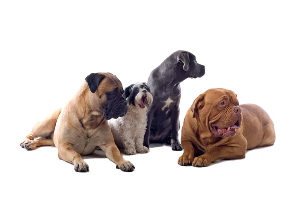 4 つの犬のグループ — ストック写真