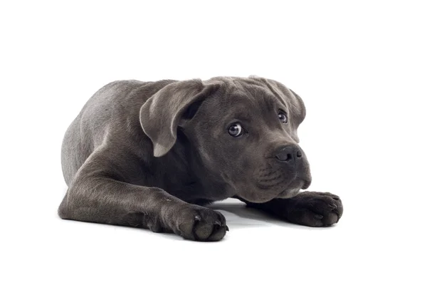 Cane Corso puppy — Stock Photo, Image