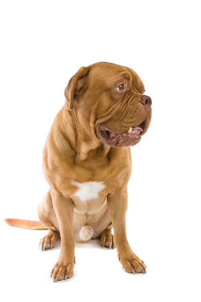 Francouzská doga pes — Stock fotografie