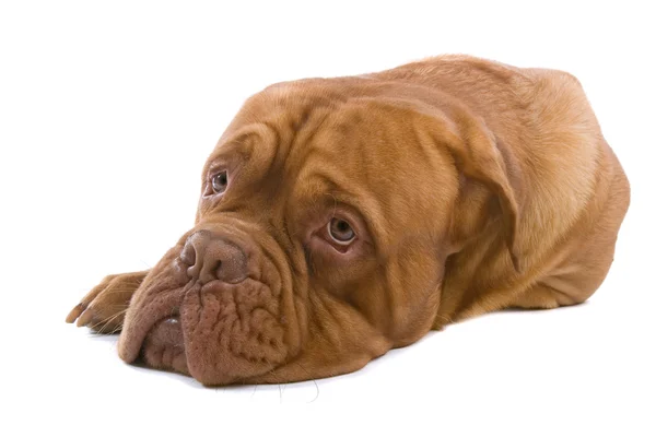 French Mastiff Dog — Stock Photo, Image