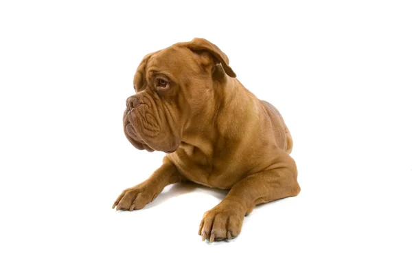 Francouzská doga pes — Stock fotografie