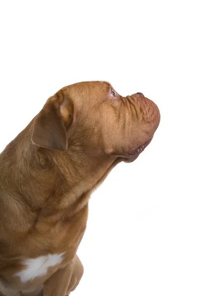 Anjing Mastiff Perancis — Stok Foto