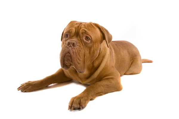 Francuski pies psy — Zdjęcie stockowe