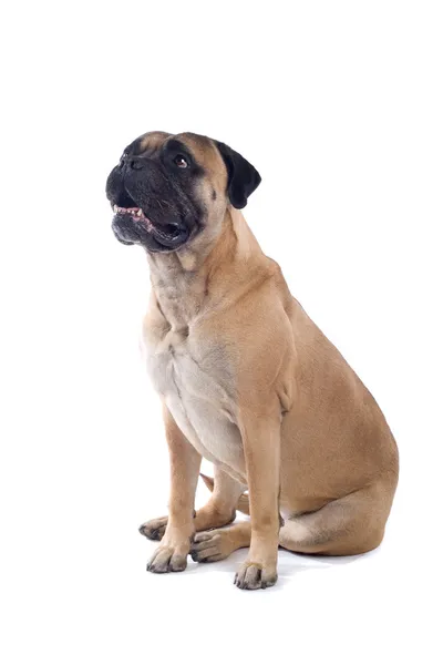 Býk doga pes — Stock fotografie