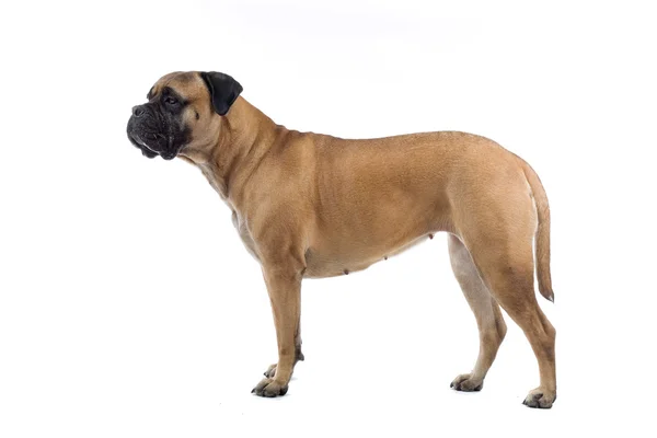 Bull mastiff câine — Fotografie, imagine de stoc