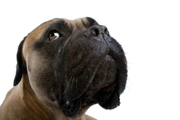 Banteng mastiff anjing — Stok Foto