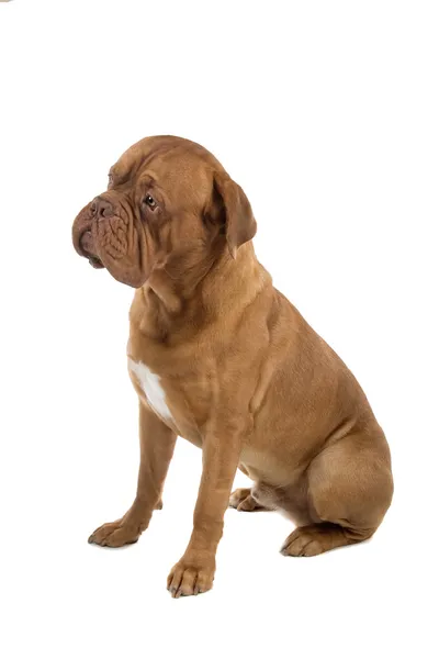 Fransız Mastiff köpek — Stok fotoğraf