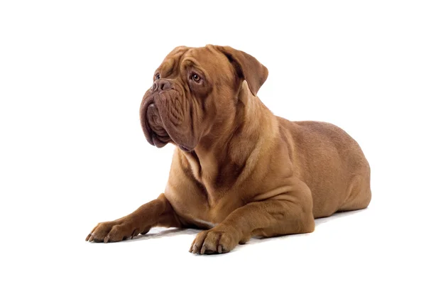 French mastiff dog — Stock Photo, Image