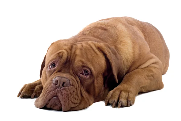 Cão mastim francês — Fotografia de Stock