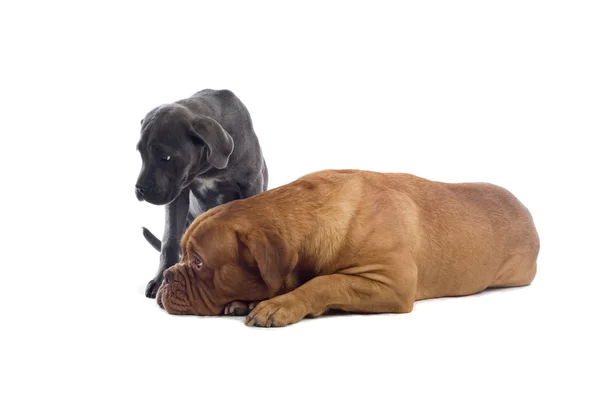 Fransk mastiff och en cane corso valp — Stockfoto