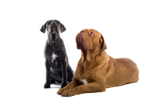 Francese mastiff e un canna corso pup — Foto Stock