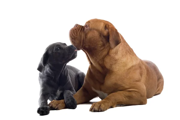 Francouzský doga a štěně cane corso — Stock fotografie