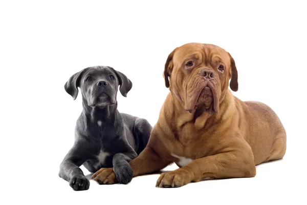 Frans mastiff en een pup cane corso — Stockfoto