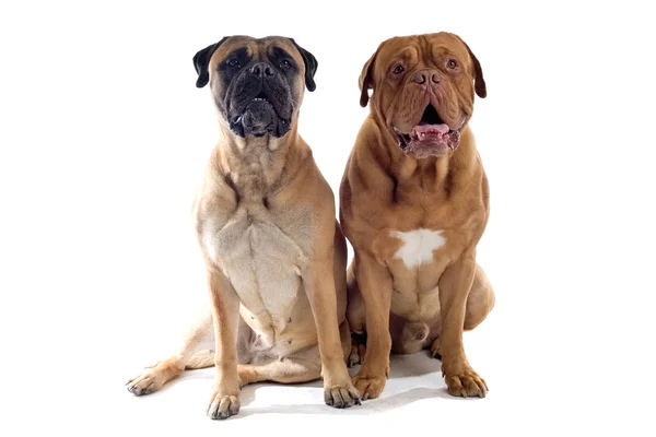 Franska mastiff hund och en mastiff — Stockfoto