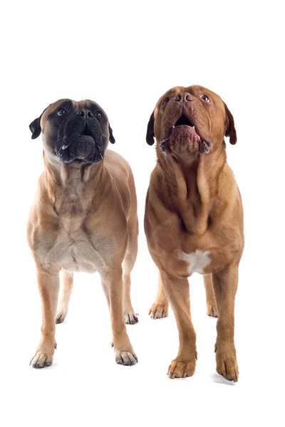 Cão mastim francês e um mastim — Fotografia de Stock