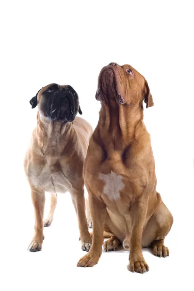 Francese Mastiff Dog e un mastino — Foto Stock