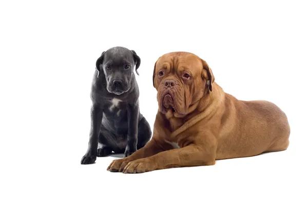 French Mastiff And A Cane Corso Pup Royalty Free Stock Images